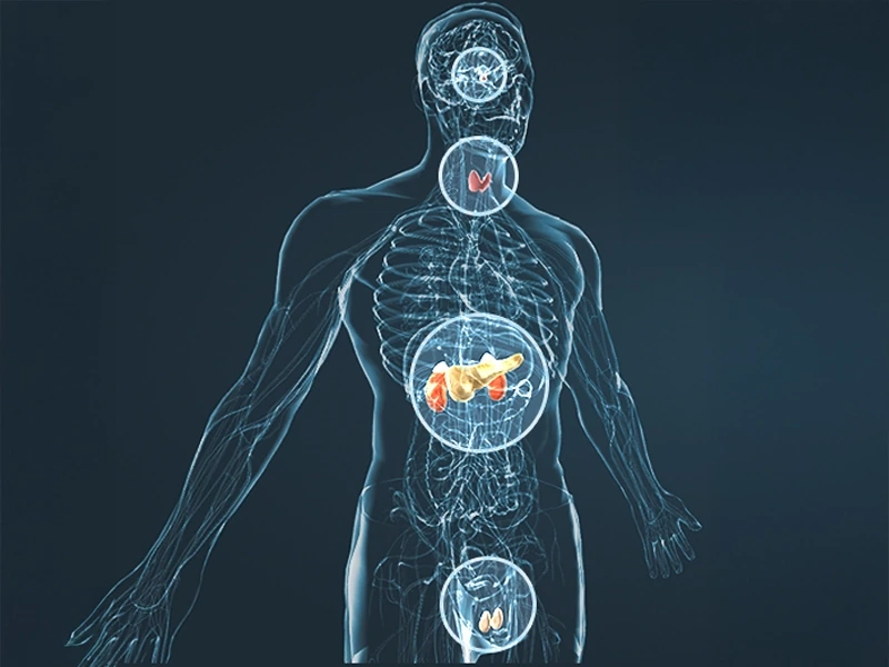 Diagram of the male body highlighting energy and vitality systems
